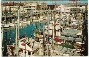 Fishing Fleet, Fisherman's Wharf, San Francisco CA, Vintage Chrome Postcard