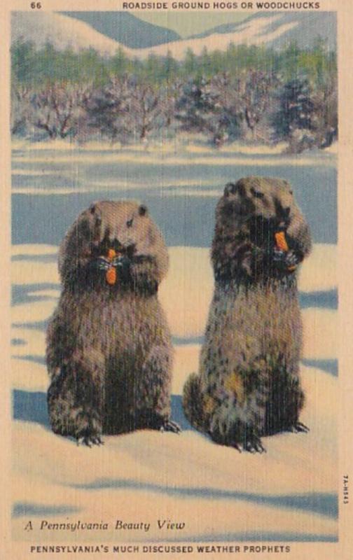 Pennsylvania Roadside Ground Hogs Or Woodchucks 1937 Curteich