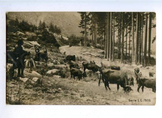 178188 RUSSIA Grazing cows mountain pine photographic PC
