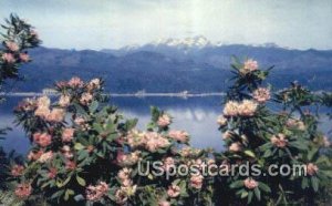 Rhododendrons - Hood Canal, Washington