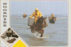 Horses. fishing in the Nordzee Modern Belgian photo postcard