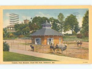 Linen CAMELS BY PARK MANSION IN DRUID HILL PARK Baltimore Maryland MD c8898