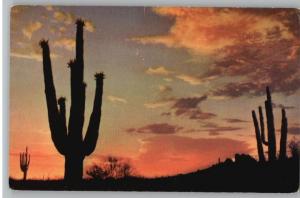 Postcard-Beautiful Desert Sunset..Cactus