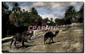 Old Postcard South Algerian Scenes et Types A Oued In South Camels