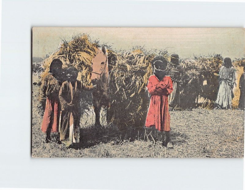 Postcard Bringing in the sheaves, Jezreel, Palestine