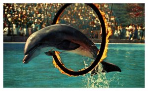 Postcard CA Palos Verdes Marineland Pacific Porpoise jump flaming hoop