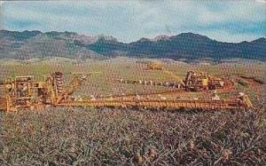 Hawaii Pineapple Harvesting Libbys