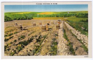 Picking Potatoes In Maine