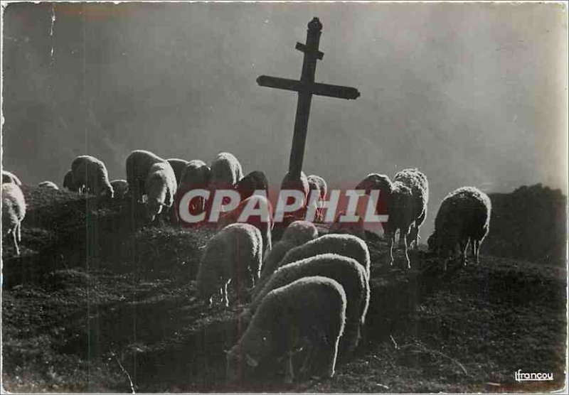 Modern Postcard Peace on Alpe Lambs Sheep