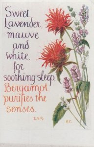 Sweet Lavender Plant Sleeping Aid Romany Natural Remedy Song Songcard Postcard