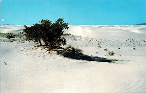 Lone Trees White Sands National Monument New Mexico NM Postcard VTG UNP Curteich 