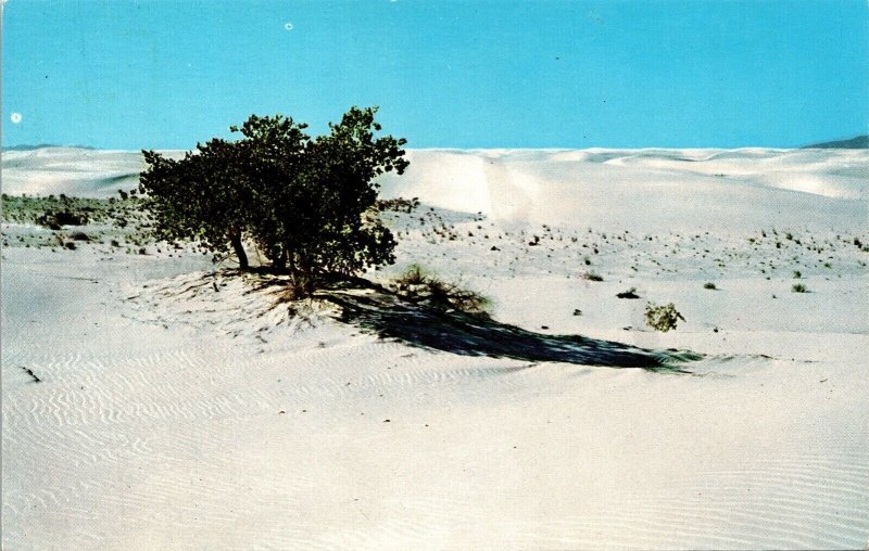 Lone Trees White Sands National Monument New Mexico NM Postcard VTG UNP Curteich 