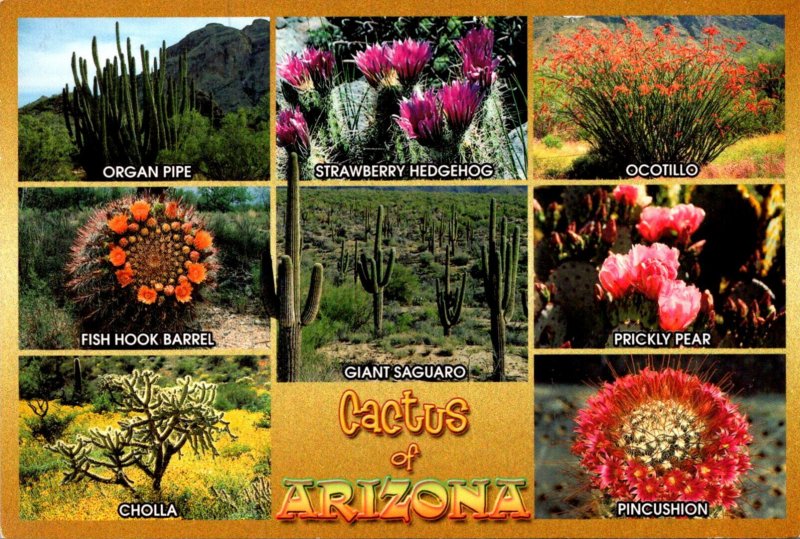 Arizona Cactus Organ Pipe Giant Saguaro Barrel Pincushion and More