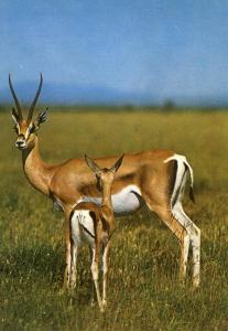 Gazelle Mother and Baby in East Africa