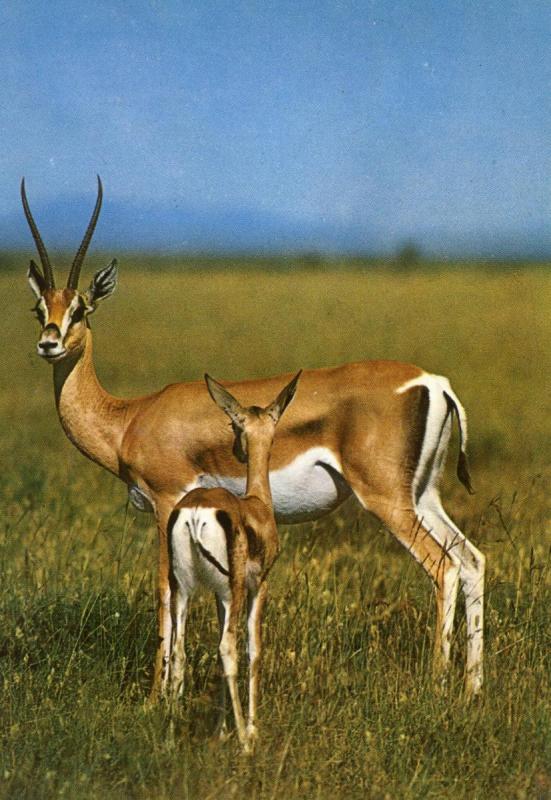 Gazelle Mother and Baby in East Africa