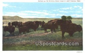 Buffalo, Wichita Game Reserve - Lawton, Oklahoma