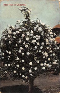 Rose tree in California USA D.P.O. , Discontinued Post Office 1907 