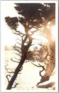 Windblown Cypress Tree Along The California Coast RPPC Real Photo Postcard