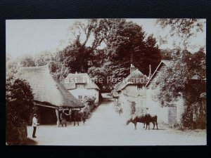 Devon Cockington OLD FORGE & FARRIER shows Cattle in Street c1906 RP Postcard