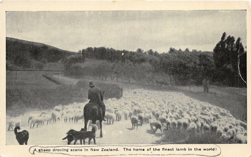 br106435 sheep droving scene new zealand