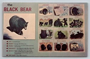 Calendar  Black Bear   Sugarlands  Smoky Mountains TN   Postcard