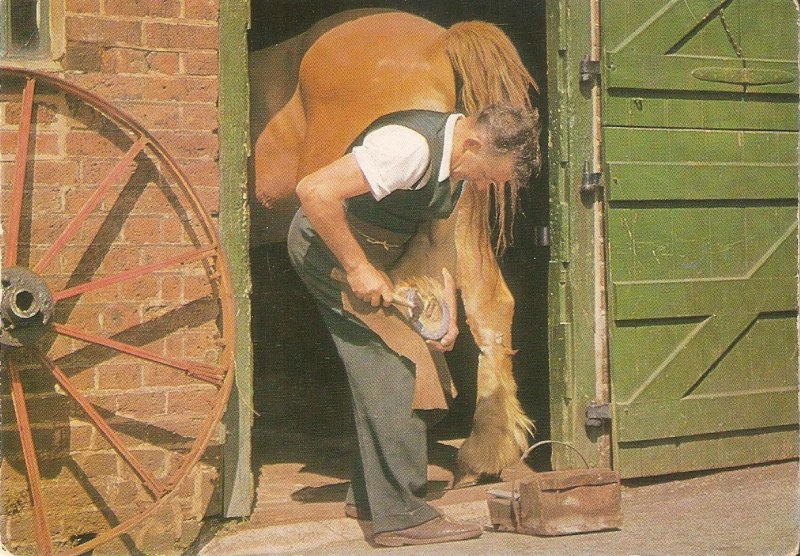 Shoeing a horse Nice modern Ingland photo postcard