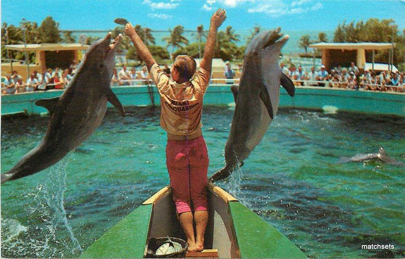 1960s Porpoises Amusement marine Miami Seaquarium Florida postcard 9146