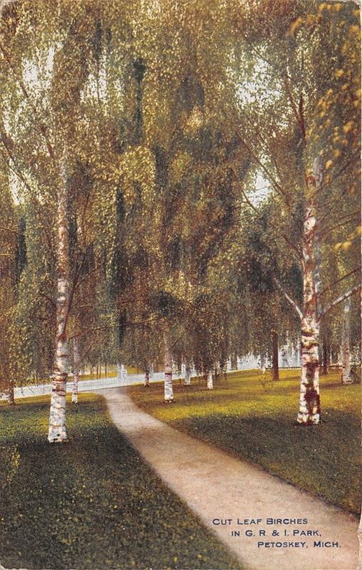 Petoskey Michigan~GR&I Park~Cut Leaf Birches~1913 Postcard