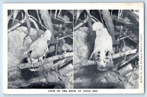 c1940 St. Louis Missouri MO Vintage Postcard Zoo Cock Rock South American Bird