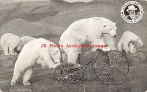Advertising Postcard, Carl Hagenbeck's Circus at Olympia London, Polar Bears