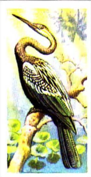 Brooke Bond Trade Card Tropical Birds No 35 Indian Darter