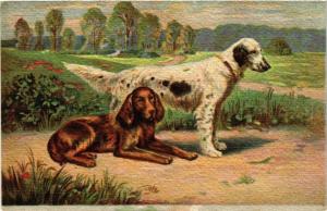 CPA AK Irish Setter and English Setter DOGS (727378)