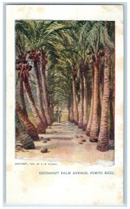 1904 Couple Walking Cocoanut Palm Avenue Puerto Rico Unposted Antique Postcard