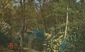 Windsor Rhododendron Flower Garden Great Park 1970s Postcard