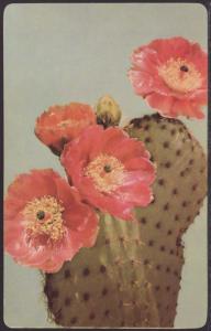 Cactus Postcard