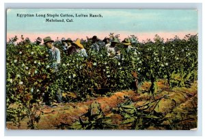 c1910 RPPC Egyptian Long Staple Cotton, Loftus Ranch Meloland, CA Postcard P172E