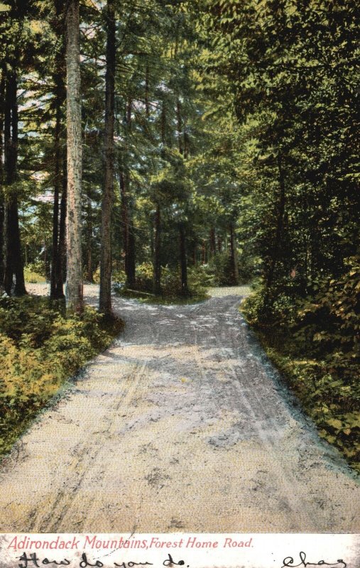 Vintage Postcard 1906 Scenic Forest Home Road Adirondacks Mountains New York NY