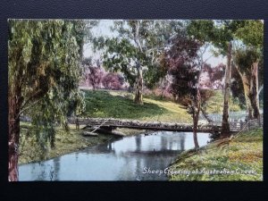 Australia SHEEP CROSSING AN AUSTRALIAN CREEK c1908 Postcard by Wildt & Kray