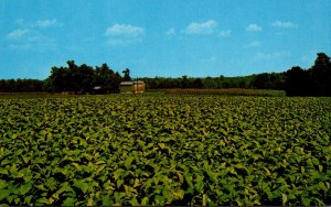 Tobacco Field Showing Curing Barn In Background