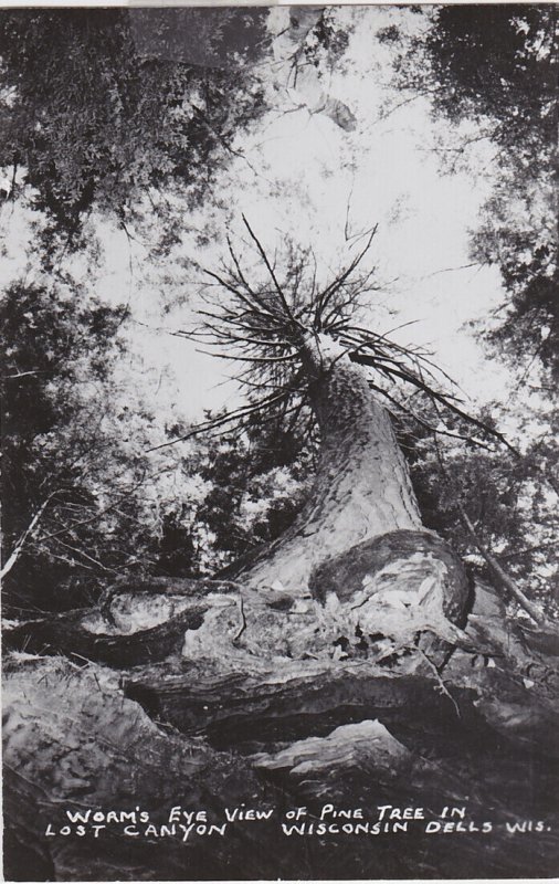 Wisconsin Dells Lost Canyon Worm's Eye View Of Pine Tree Real Photo