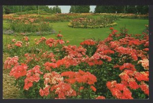 British Columbia VANCOUVER Stanley Park Flowers a Delight to Behold - Chrome