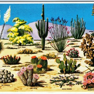 c1980s Pub. Phoenix, AZ Desert Cacti Flora Southwest Painting Toschik 4x6 PC M10