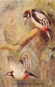 BRITISH BIRDS IN FLIGHT PYCRAFT & GREEN POSTCARD 1910s GREAT SPOTTED WOODPECKERS