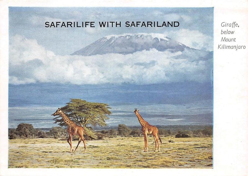 B92056 safarilife with safariland giraffe  mount kilimanjaro  kenya  africa