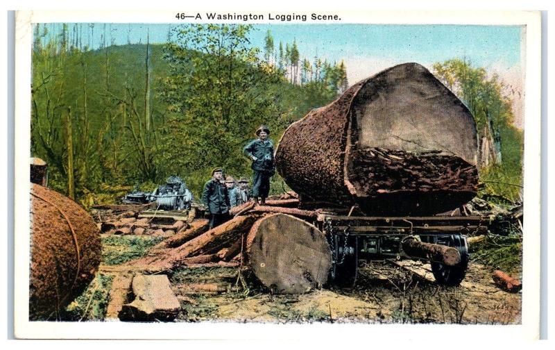 Early 1900s A Washington Logging Scene Postcard