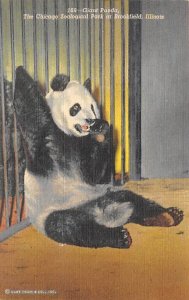 Giant panda, Chicago zoological Park at Brookfield, Illinois, USA Panda Bears...