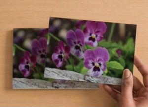 Handmade Postcard Set of 6, Duo Tone Purple Pansies And Rustic Wood
