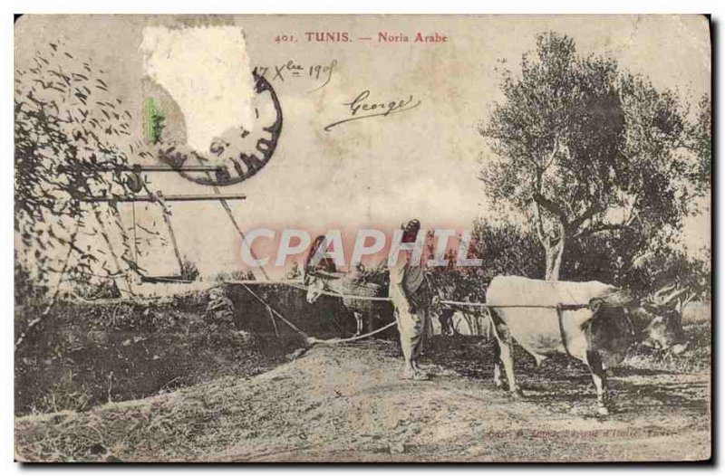 Old Postcard Tunis Noria Arabic Ox Plow