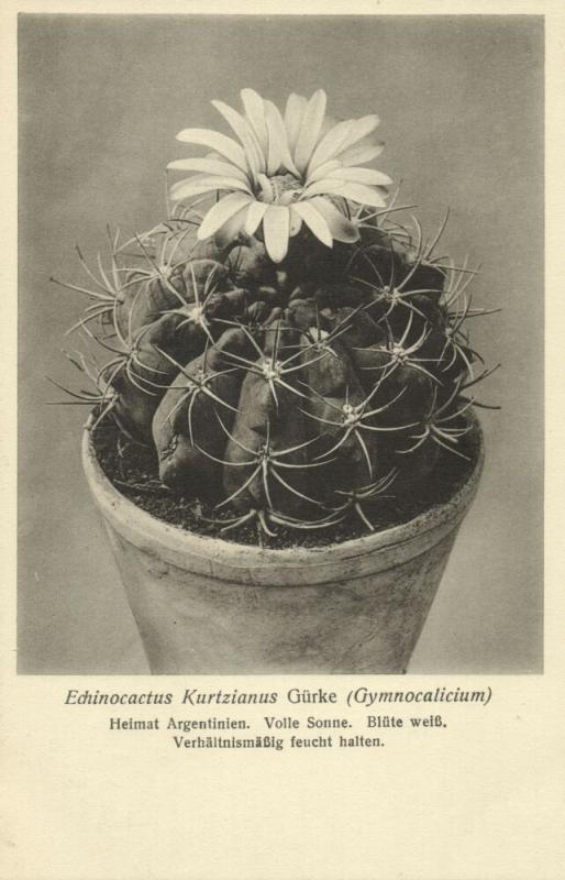 Cactus Cactaceae Echinocactus Kurtzianus Gürke 1920s Otto Stoye Postcard