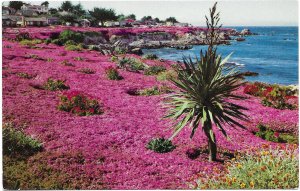 US California. unused. Ice Plant, Pacific Grove.